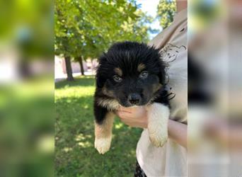 Miniature Australian Shepherd Mini Aussie Welpen