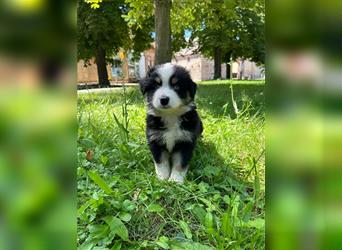 Miniature Australian Shepherd Mini Aussie Welpen