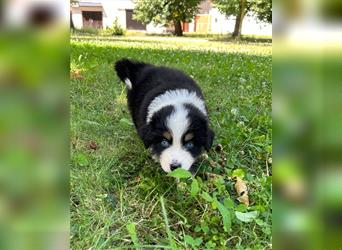 Miniature Australian Shepherd Mini Aussie Welpen