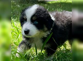 Miniature Australian Shepherd Mini Aussie Welpen