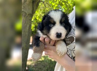 Miniature Australian Shepherd Mini Aussie Welpen