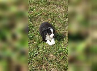 Miniature Australian Shepherd Mini Aussie Welpen