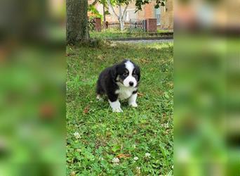 Miniature Australian Shepherd Mini Aussie Welpen