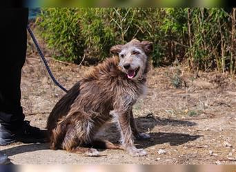 Lucy, Podengo-Mix, lieb und verträglich