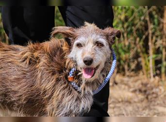 Lucy, Podengo-Mix, lieb und verträglich