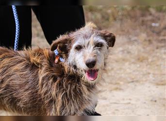 Lucy, Podengo-Mix, lieb und verträglich