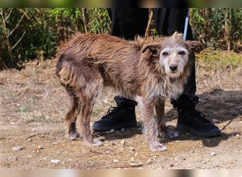 Lucy, Podengo-Mix, lieb und verträglich