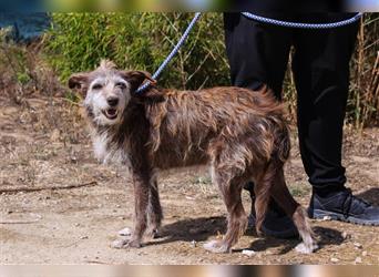 Lucy, Podengo-Mix, lieb und verträglich