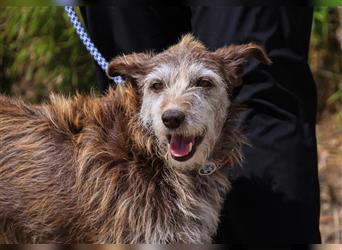 Lucy, Podengo-Mix, lieb und verträglich