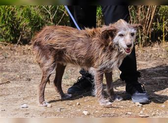 Lucy, Podengo-Mix, lieb und verträglich