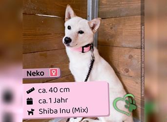  Neko - Shiba Inu (Mix) - schüchtern