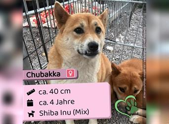  Chūbakka Slowakei (NB) Shiba Inu (Mix) Hündin schüchtern und umgänglich