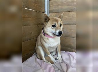  Chūbakka Slowakei (NB) Shiba Inu (Mix) Hündin schüchtern und umgänglich