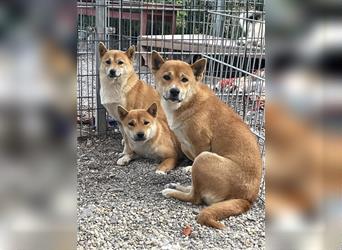  Chūbakka Slowakei (NB) Shiba Inu (Mix) Hündin schüchtern und umgänglich