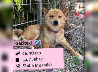  Gekiteki Slowakei (NB) Shiba Inu (Mix) Rüde - freundlich