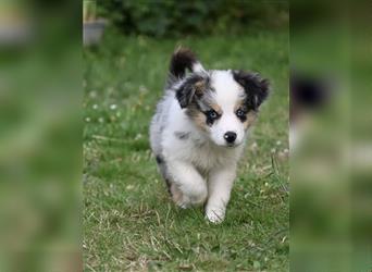 Traumhafte Mini Aussies in Blue Merle !