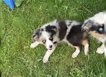 Traumhafte Mini Aussies in Blue Merle !