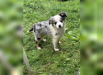 Traumhafte Mini Aussies in Blue Merle !