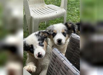 Traumhafte Mini Aussies in Blue Merle !