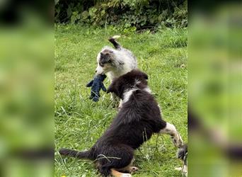 Traumhafte Mini Aussies in Blue Merle !