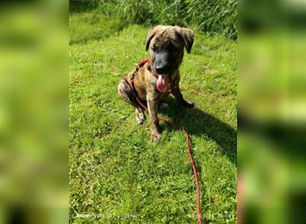 2 bildhübsche Labrador/Australian Shepherd- Harzer Fuchs Mix Mädels