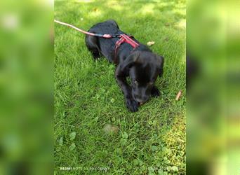 2 bildhübsche Labrador/Australian Shepherd- Harzer Fuchs Mix Mädels