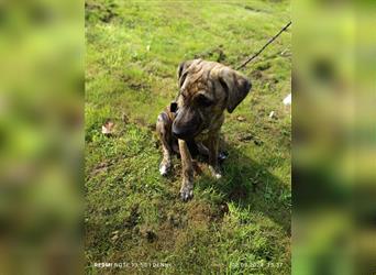 2 bildhübsche Labrador/Australian Shepherd- Harzer Fuchs Mix Mädels