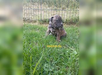 Cane Corso Welpen Mix