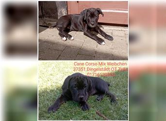 Cane Corso Welpen Mix