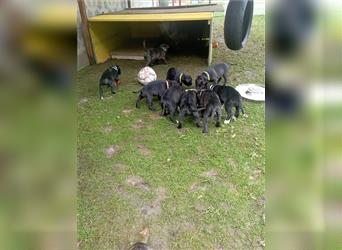 Cane Corso Welpen Mix