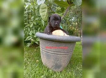 Cane Corso Welpen Mix