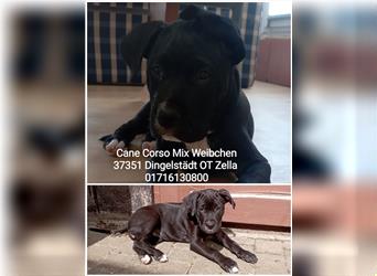 Cane Corso Welpen Mix