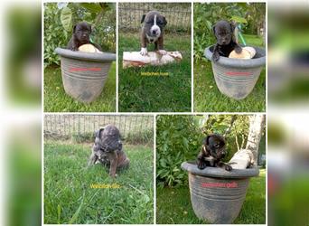 Cane Corso Welpen Mix