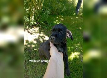 Cane Corso Welpen Mix