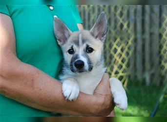 Norwegischer Buhund Welpen A-Wurf Hütehund Spitz