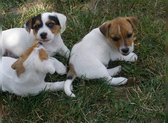 Reinrassige Jack Russell Welpen aus liebevoller Aufzucht!