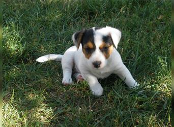 Reinrassige Jack Russell Welpen aus liebevoller Aufzucht!