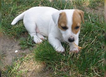 Reinrassige Jack Russell Welpen aus liebevoller Aufzucht!