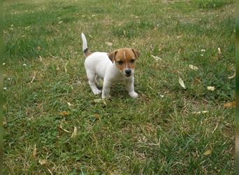 Reinrassige Jack Russell Welpen aus liebevoller Aufzucht!