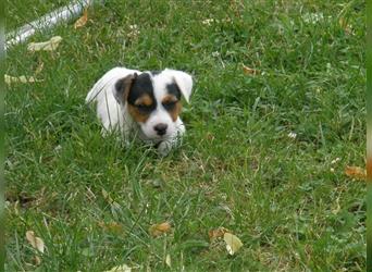 Reinrassige Jack Russell Welpen aus liebevoller Aufzucht!