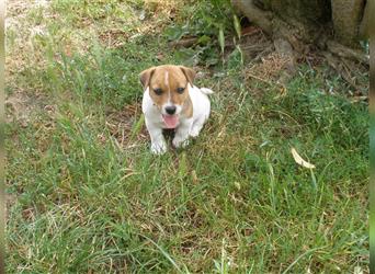 Reinrassige Jack Russell Welpen aus liebevoller Aufzucht!