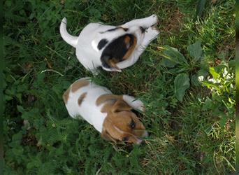 Reinrassige Jack Russell Welpen aus liebevoller Aufzucht!