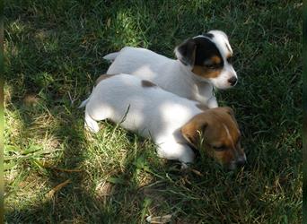 Reinrassige Jack Russell Welpen aus liebevoller Aufzucht!