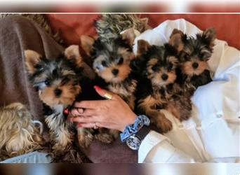 Yorkshire Terrier Welpen KfT e.V./VDH/FCI - vom Kaolinsee