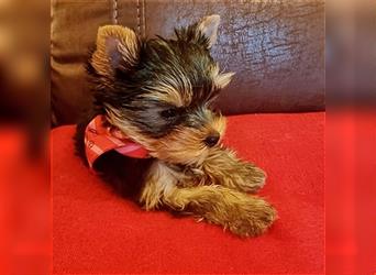 Yorkshire Terrier Welpen KfT e.V./VDH/FCI - vom Kaolinsee