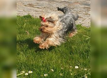 Yorkshire Terrier Welpen KfT e.V./VDH/FCI - vom Kaolinsee