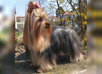 Yorkshire Terrier Welpen KfT e.V./VDH/FCI - vom Kaolinsee