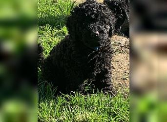 Cockerpoo/ Cockapoo F1b Welpen zu verkaufen