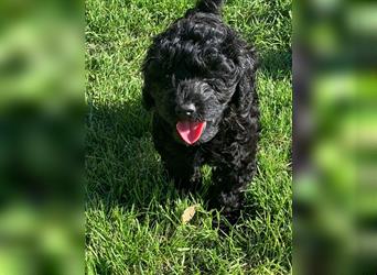 Cockerpoo/ Cockapoo F1b Welpen zu verkaufen