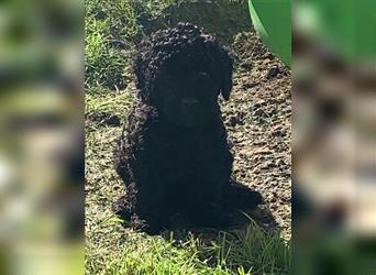 Cockerpoo/ Cockapoo F1b Welpen zu verkaufen